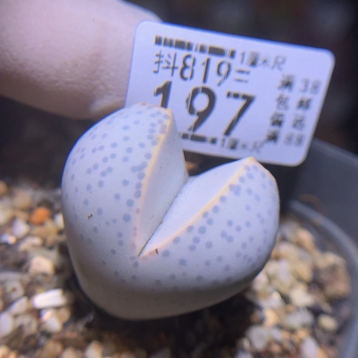 精品生石花819.197