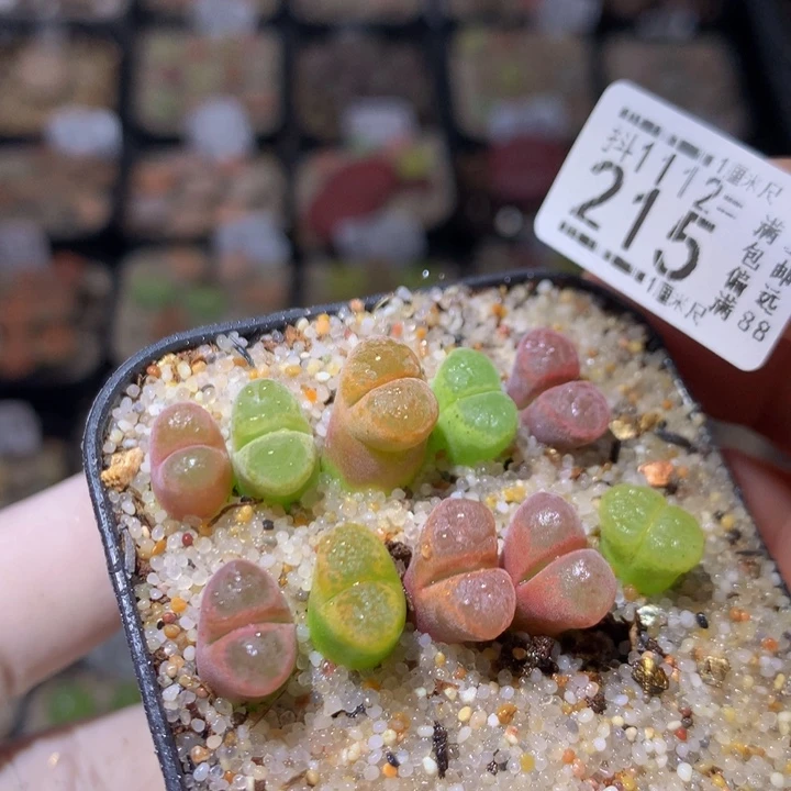 精品生石花1112.215