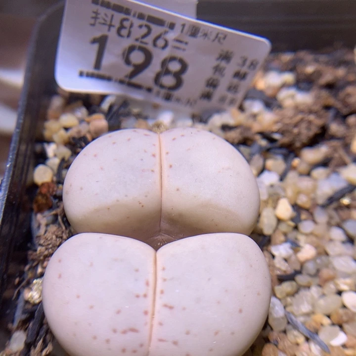 精品生花826.198