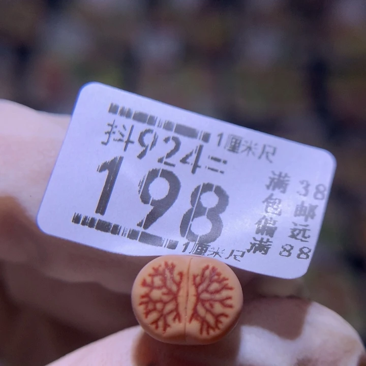 ?*?精品生石花924.198