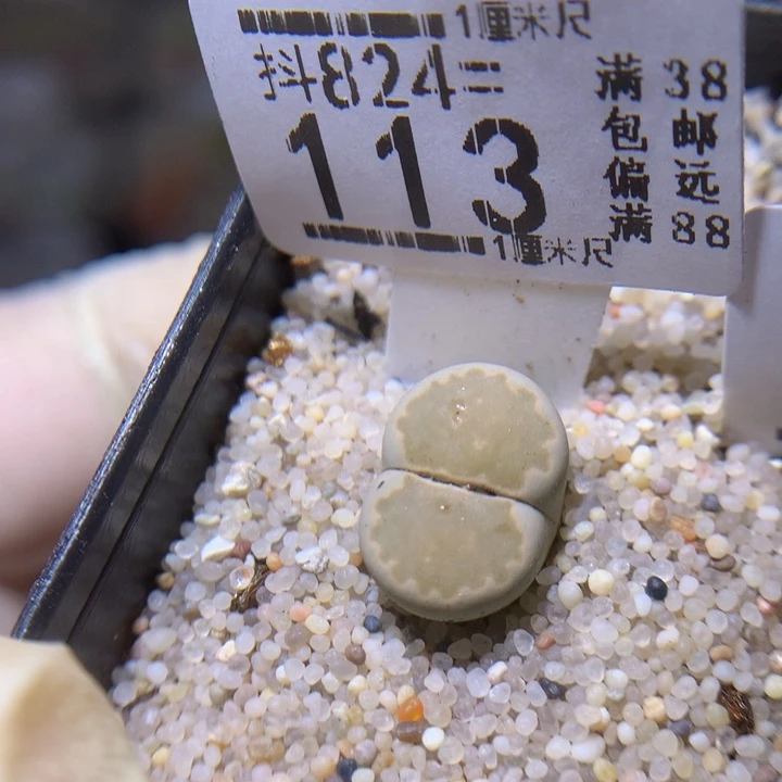精品生石石824.113