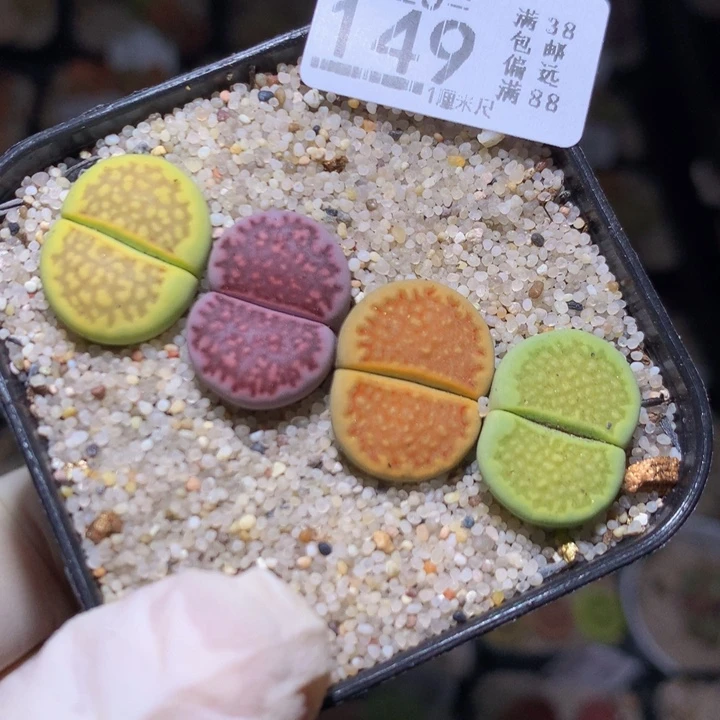 精品人石花820.149