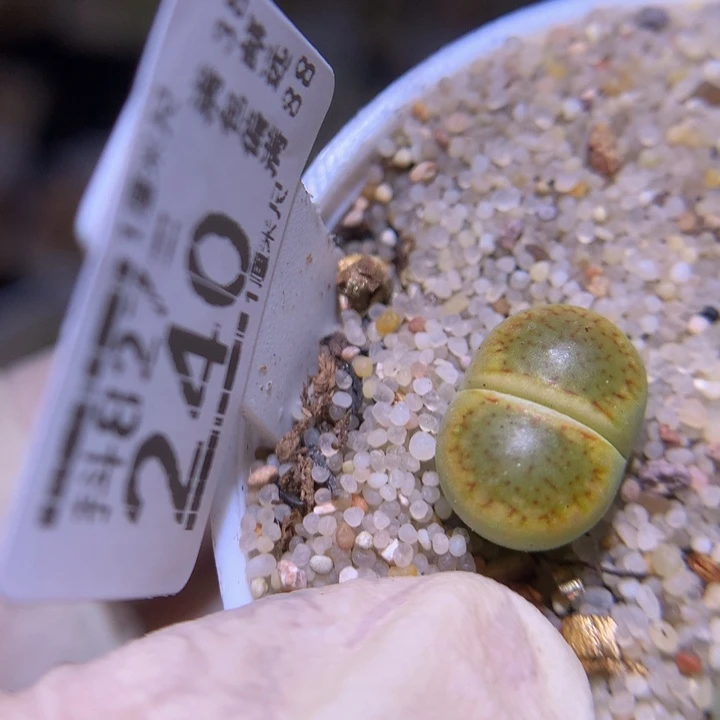 精品生石花827.240