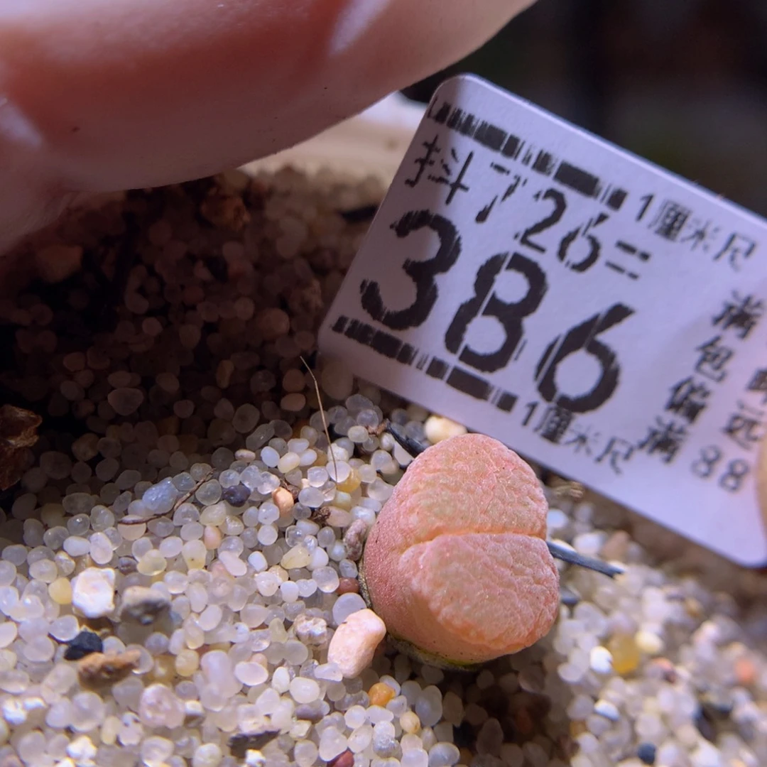 精品生石花726.386
