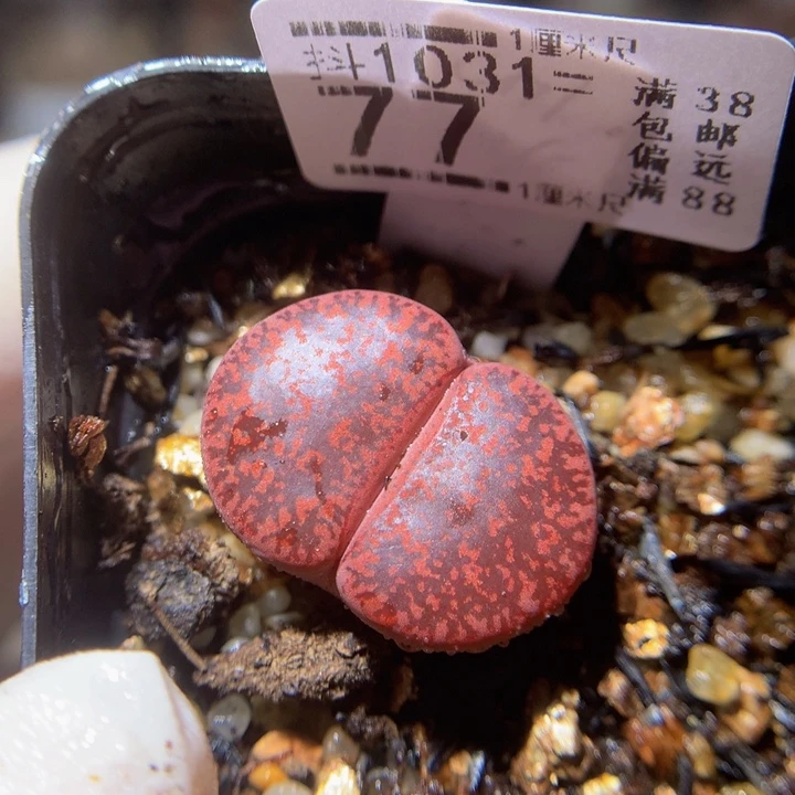 精品生石花1031.77