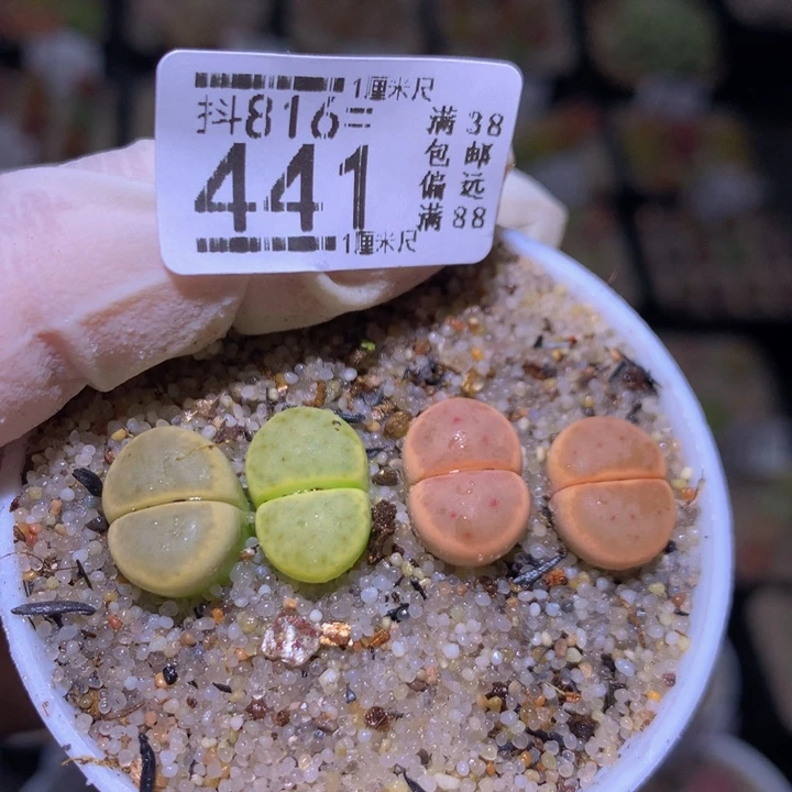 精品生石花816.441