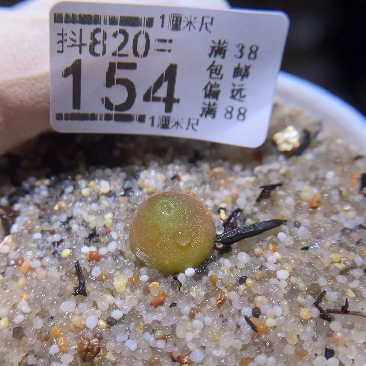 精品人石花820.154哈莫
