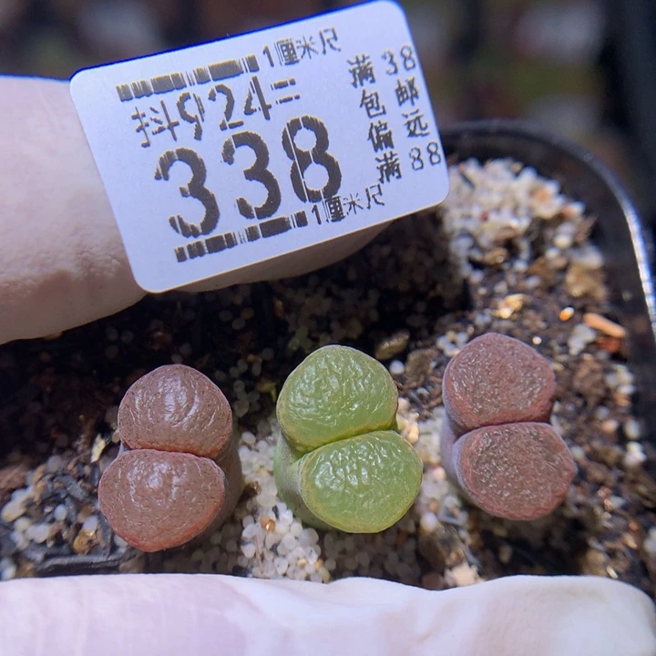 精品生石花924.338