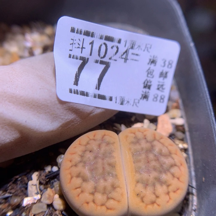 精品生石花1024.77