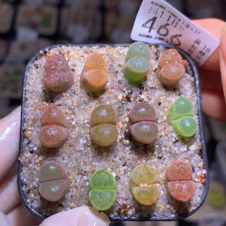 精品生石花118.466