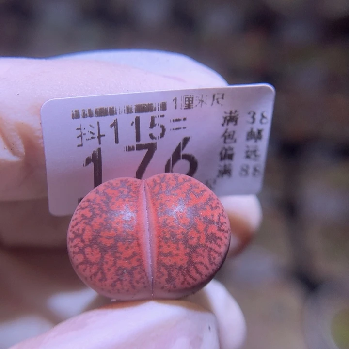 精品生石花115.176