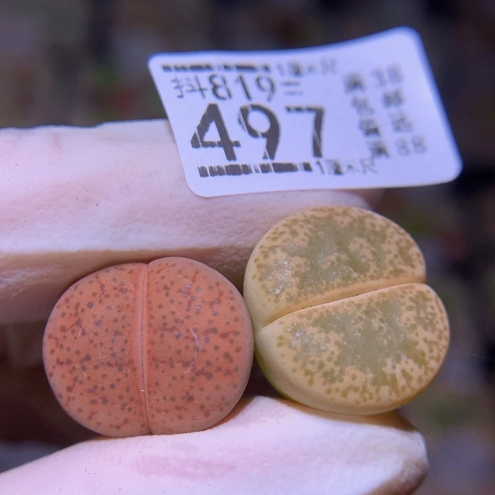精品生石819.497