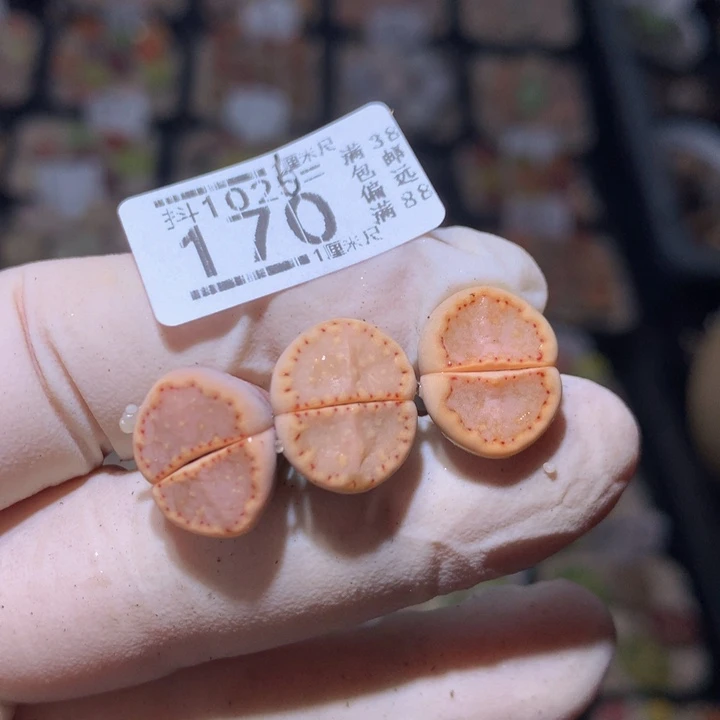 L**A精品生石花1026.170