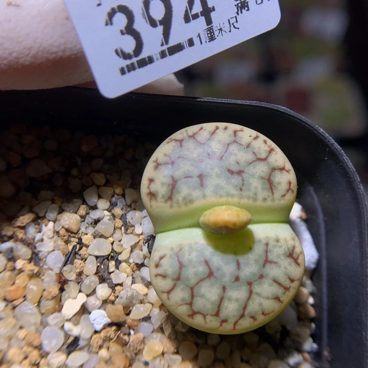 精品生石花926.394