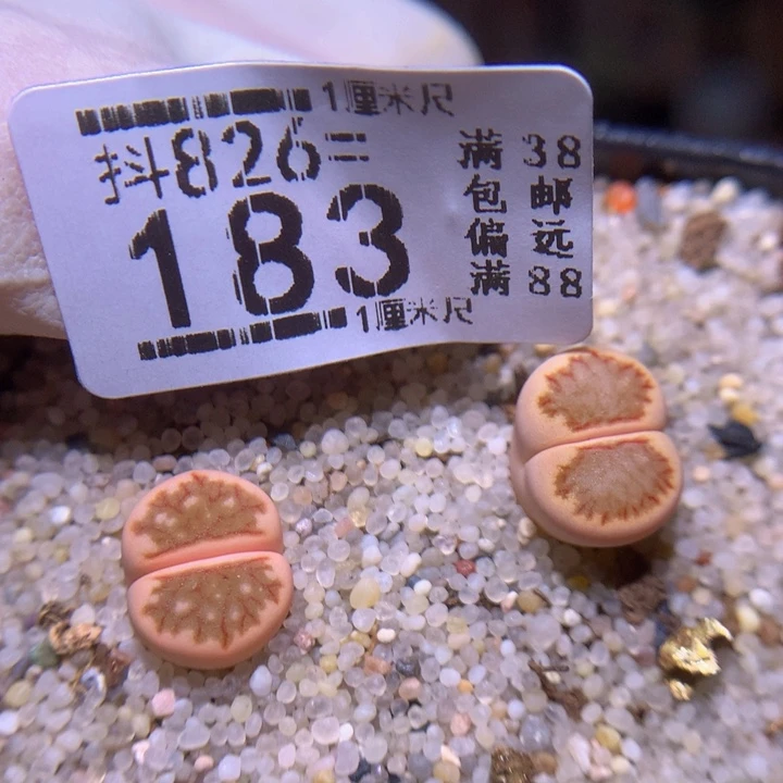 精品生花826.183