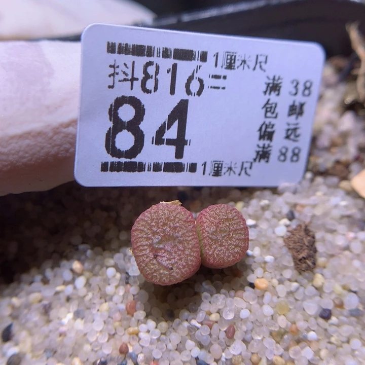 精品生石花816.84