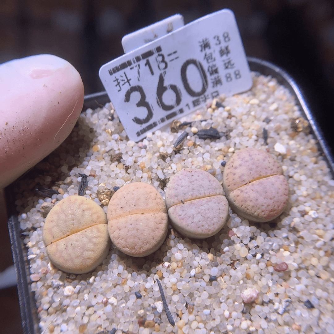 精品生石花718.360