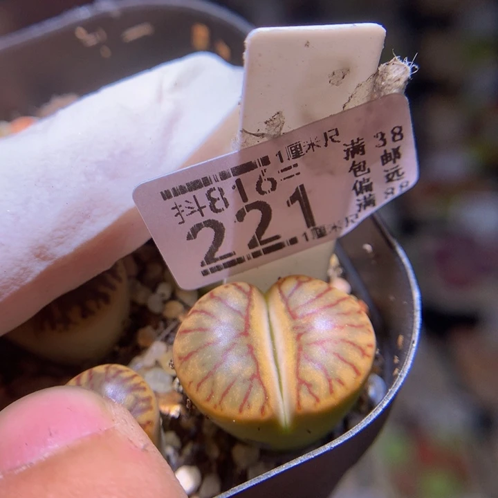 精品生石花816.221