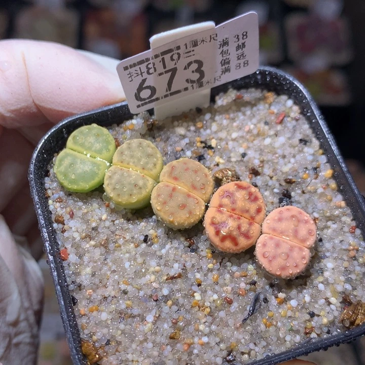 绝绝子生石花819.673