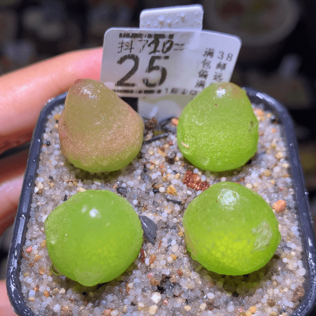 精品生石花720.25