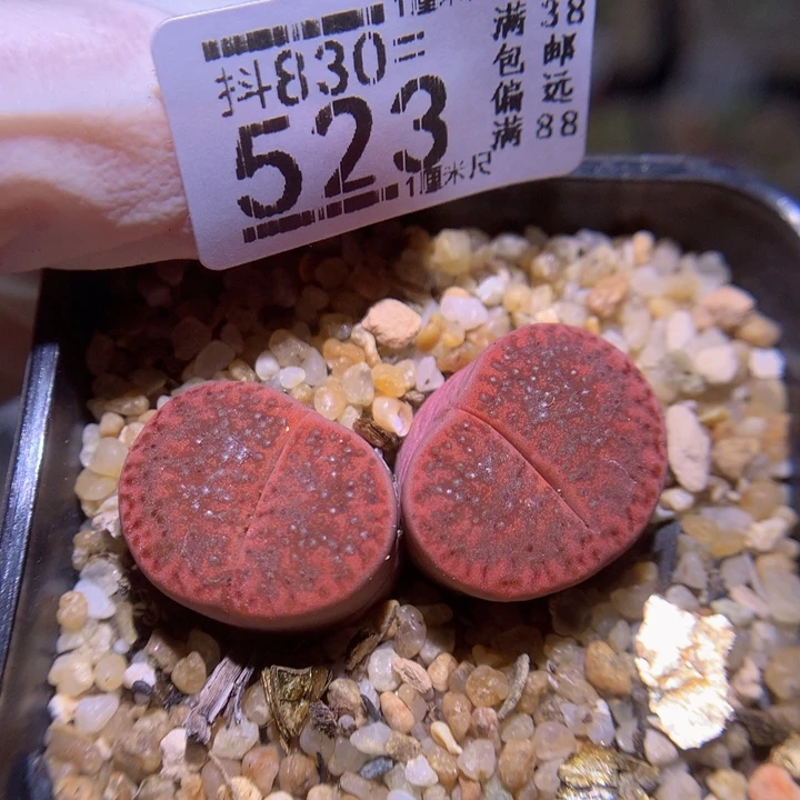精品生石花830.523
