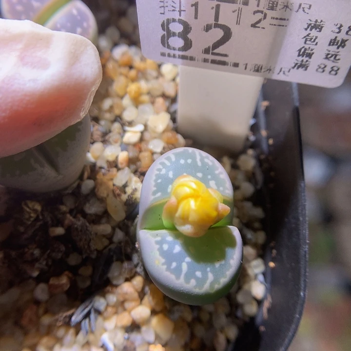 精品生石花1112.82