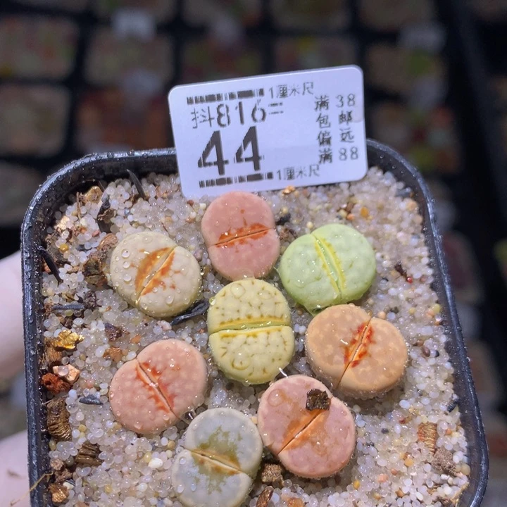 精品生石花816.44