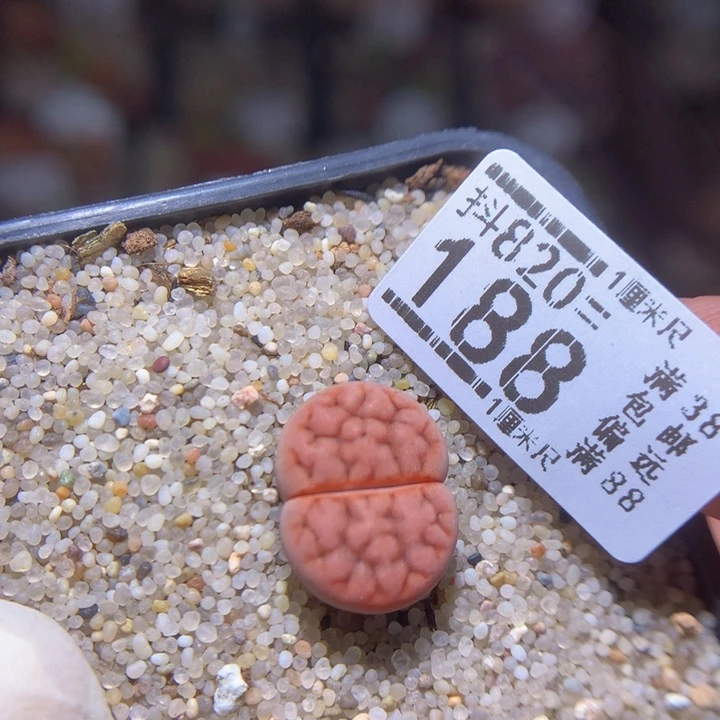 精品生石花820.188