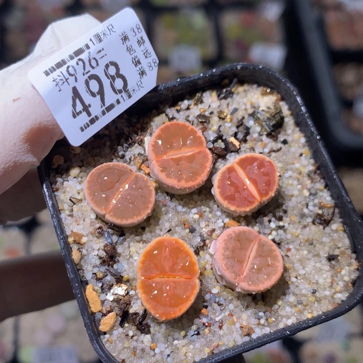 陌精品生石花926.498多肉