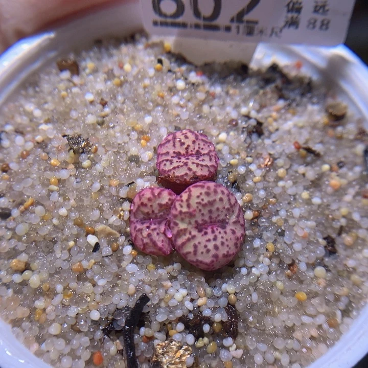 绝绝子生石花819.602
