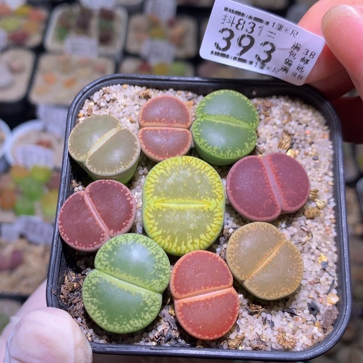 精品生石花831.393