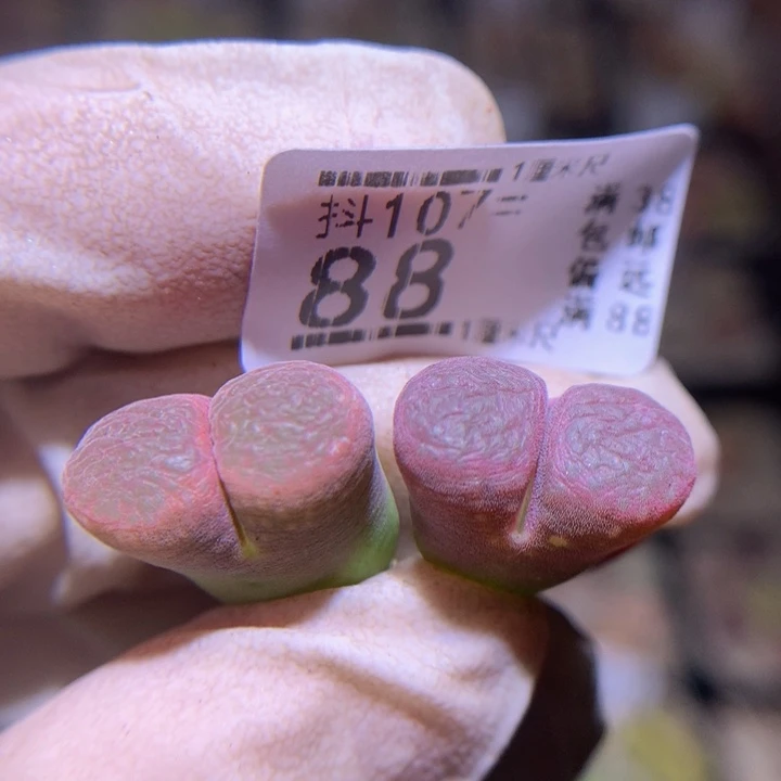 精品生石花107.88