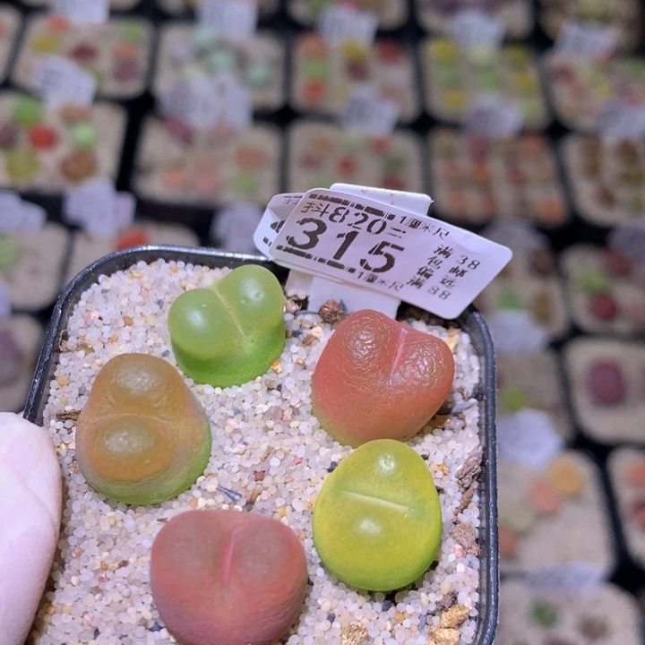 不****脑好看生石花820.315
