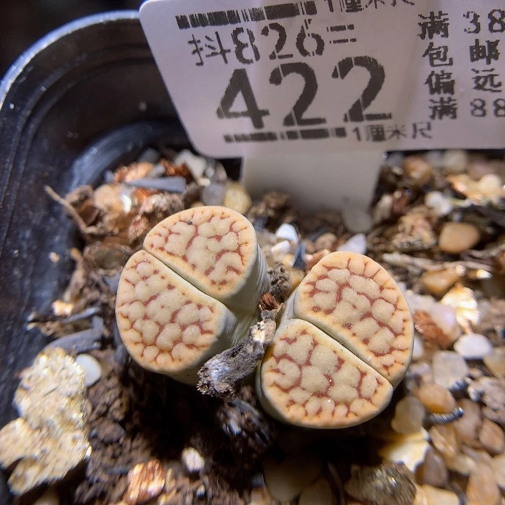 精品生石花826.422