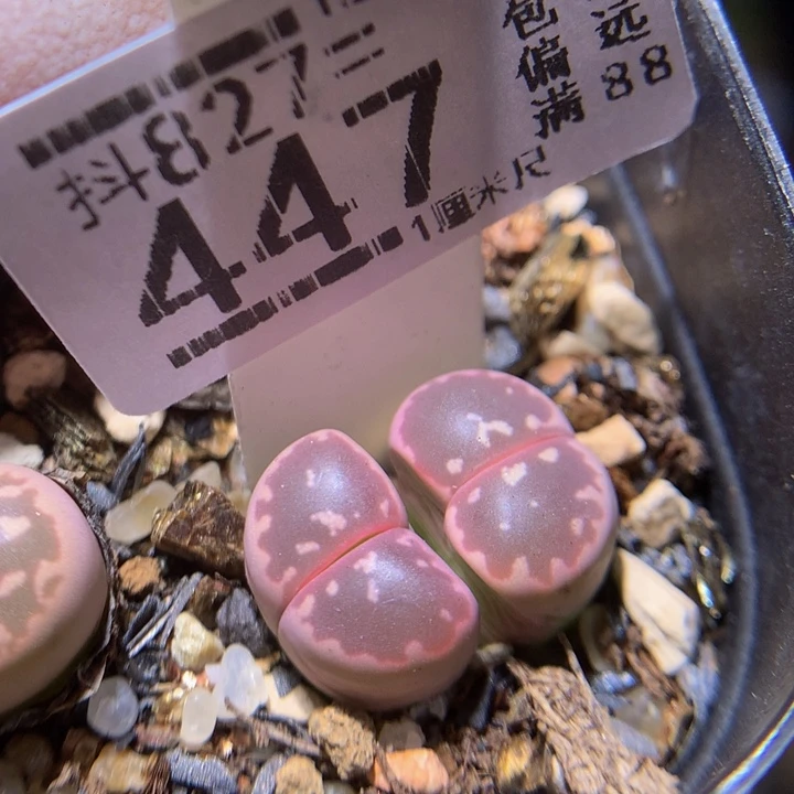 精品生石花827.447