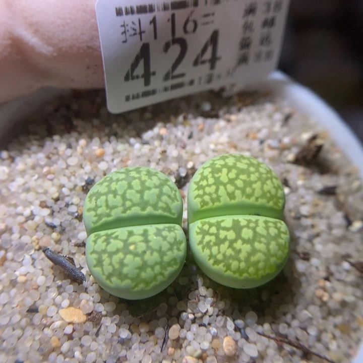 精品生石花116.424