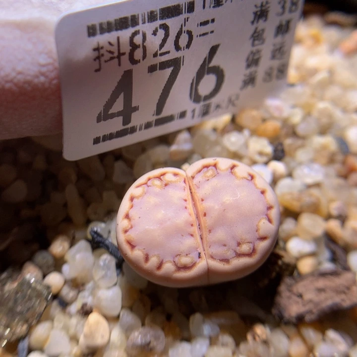 好好看的生石花826.476