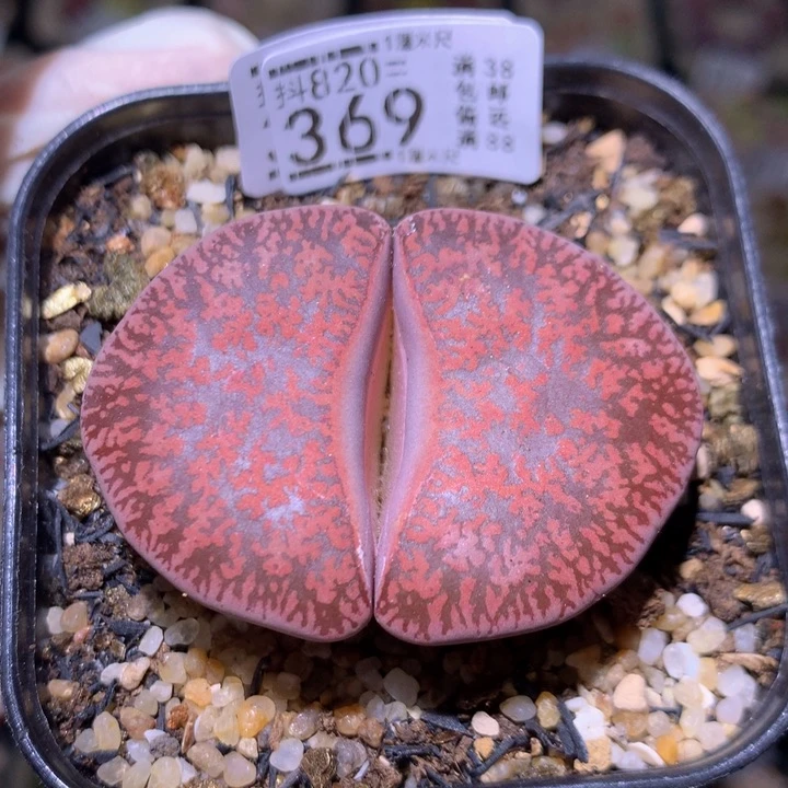 精品生石花820.369