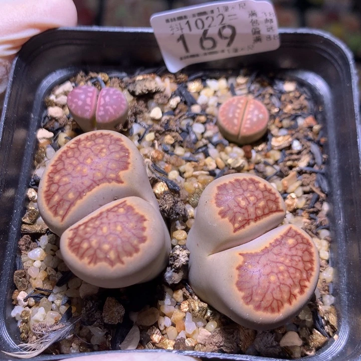 精品生石花1022.169