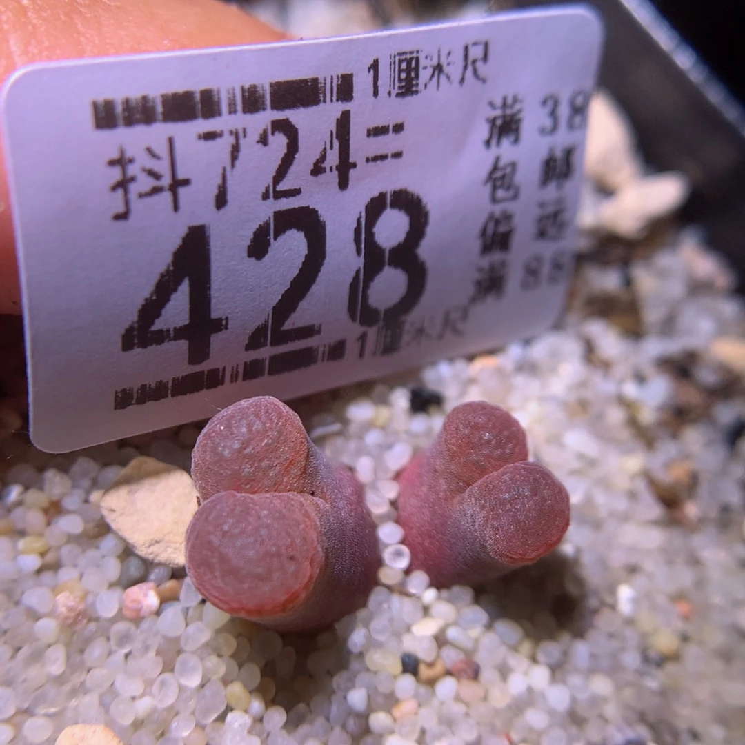精品生石花724.428