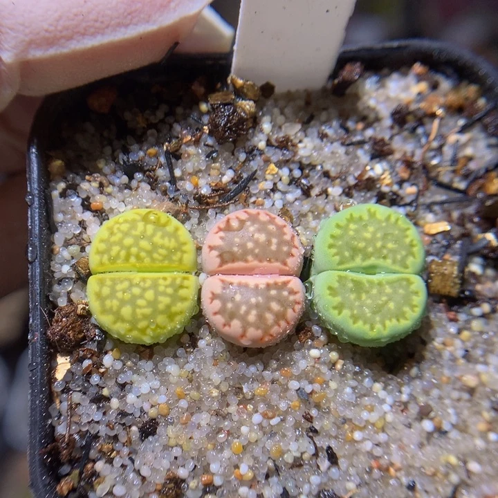 绝绝子生石花819.682