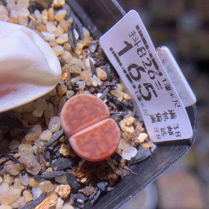 精品生花826.165高特