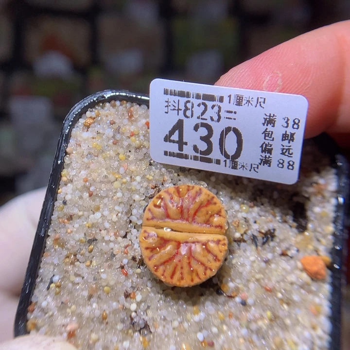 美美哒石石花823.430