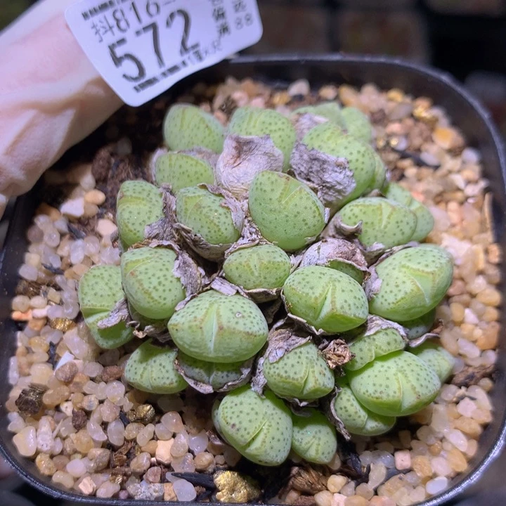 精品生石花816.572