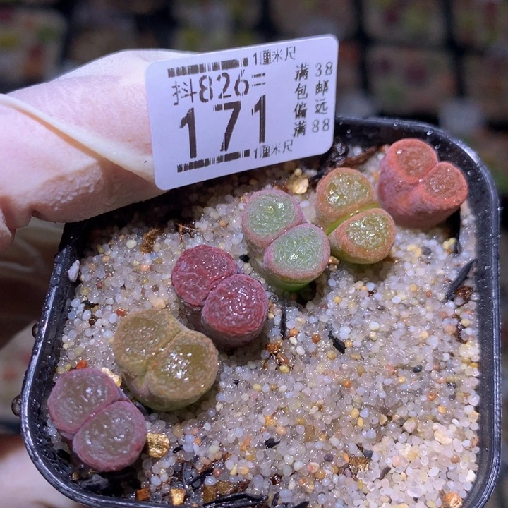精品生花826.171