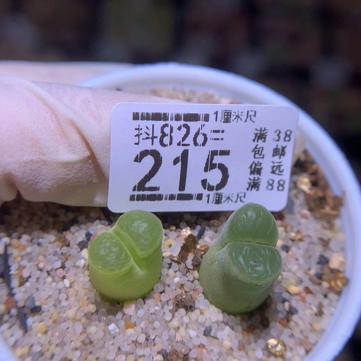 精品生花826.215