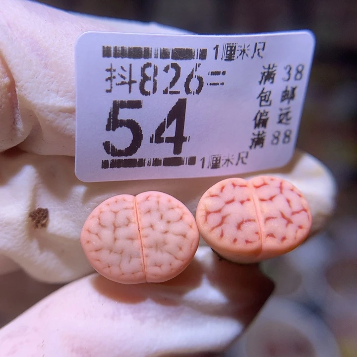 精品生石花826.54