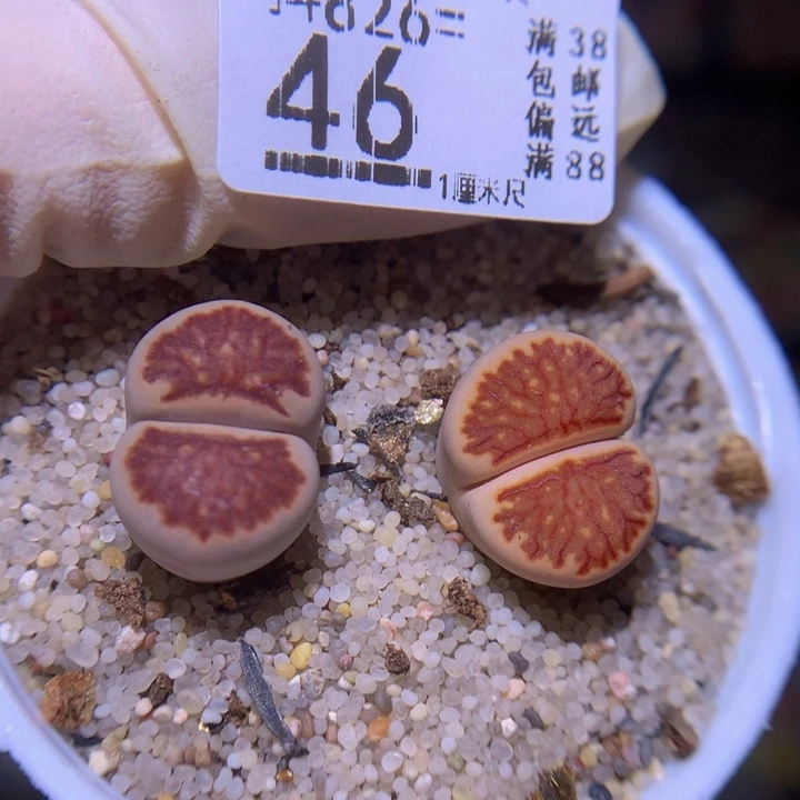 精品生石花826.46