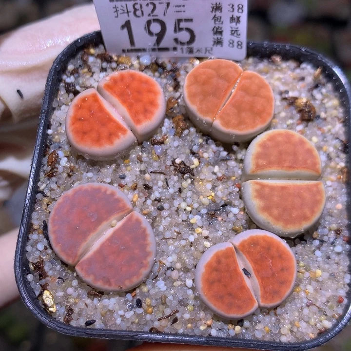 精品生石花827.195