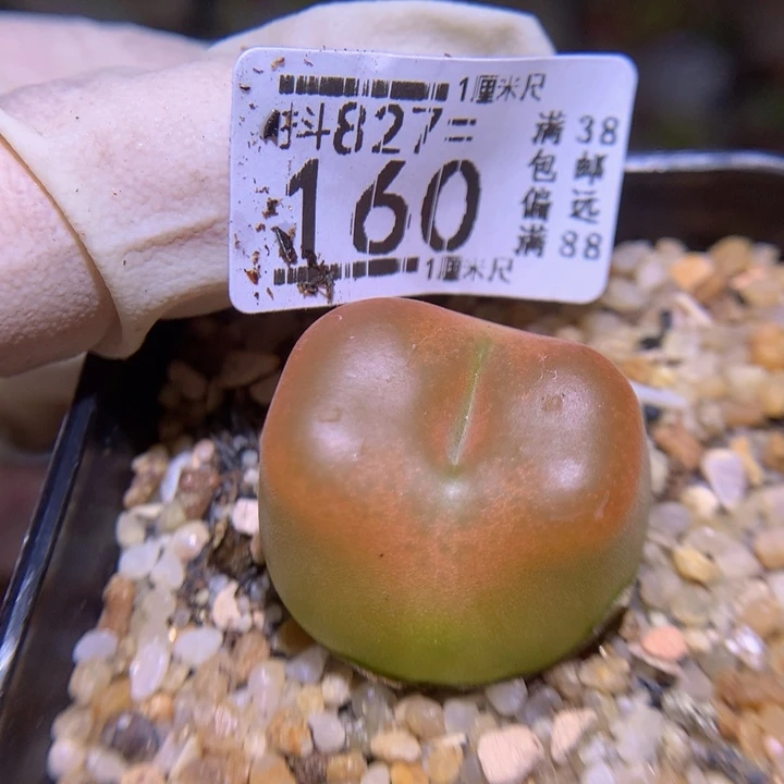 精品生石花827.160